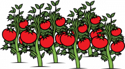Free Tomato Cliparts, Download Free Clip Art, Free Clip Art ...