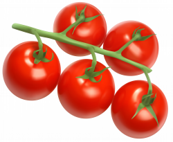 Tomatoes PNG Vector Clipart Image | Gallery Yopriceville - High ...