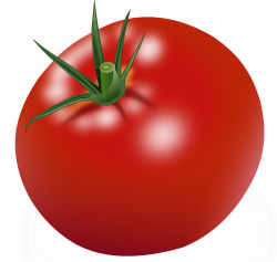 Tomato PNG Image 647 | PNG Transparent best stock photos