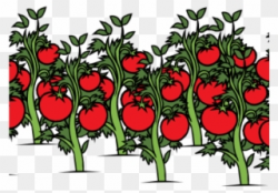 Tomato Clipart Tomato Stem - Tomato Plant Clip Art - Png ...