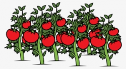 Tomato Plant Png PNG Images | PNG Cliparts Free Download on ...