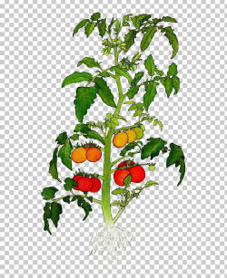 Heirloom Tomato Botanical Illustration Plant Drawing Cherry ...