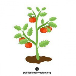Tomato plant vector clip art #publicdomain #vectorgraphics ...