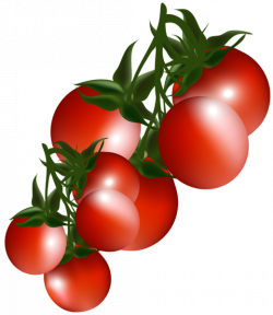 Tomatoes Branch PNG Clipart Picture | Zelenina a huby (vegetablesand ...