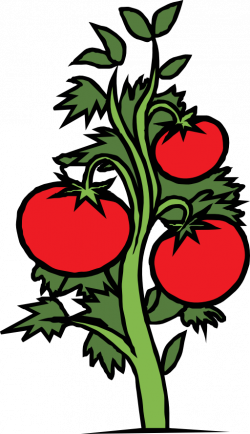 Tomato Plant Clipart | i2Clipart - Royalty Free Public Domain Clipart