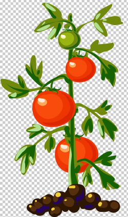 Vegetable Cherry Tomato Plant PNG, Clipart, Artwork, Bell ...