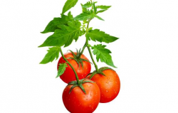 Free Tomato Vine Cliparts, Download Free Clip Art, Free Clip ...