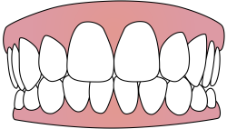 File:Tooth icon 001.svg - Wikimedia Commons
