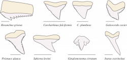 Morphological diversity in shark teeth. Shark teeth exhibit a high ...