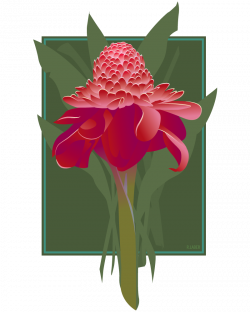 Torch ginger clipart - Clipground