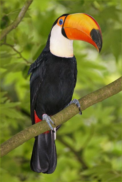 Keel-billed Toucan, too Sulfur-breasted Toucan | Birds of ...