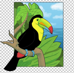 Beak Keel-billed Toucan Drawing Channel-billed Toucan PNG ...