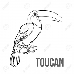 Hand drawn toucan seating on a tree branch, vector ...