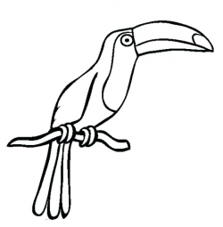Toucan Bird Drawing | Free download best Toucan Bird Drawing ...