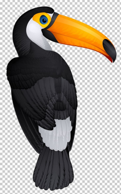 Bird Toucan Hornbill PNG, Clipart, Beak, Bird, Bird Of Prey ...