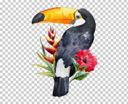 Bird Toucan Watercolor Painting PNG, Clipart, Animals, Art ...