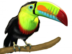 Free Cartoon Toucan Pictures, Download Free Clip Art, Free ...