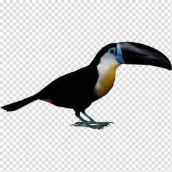 Channel-billed toucan Bird Piciformes Woodpecker, toucan ...
