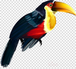bird toucan beak piciformes woodpecker clipart - Bird ...