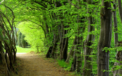 Path Trail Green Forest Trees Moss Sticks HD wallpaper Gallery