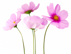 Cosmea Flower PNG Image - PurePNG | Free transparent CC0 PNG Image ...