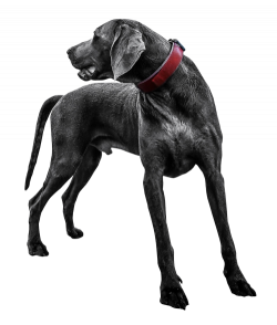 Black Labrador Dog Transparent PNG Image - PngPix