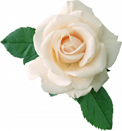 White Rose On Leaves transparent PNG - StickPNG