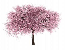 20 Livre Árvore PNG Imagens - flor de cerejeira | png | Pinterest ...