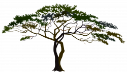 Savannah Tree PNG Clipart Image | Gallery Yopriceville - High ...