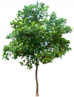 Tree PNG Transparent Images | PNG All