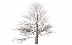 Winter Tree transparent PNG - StickPNG