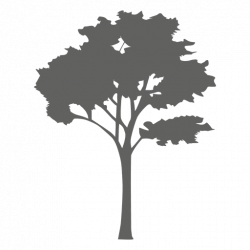 Maple tree silhouette 2 - Transparent PNG & SVG vector