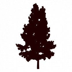 Mountain pine tree silhouette - Transparent PNG & SVG vector
