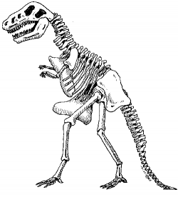 Dinosaur bones clipart - Clip Art Library