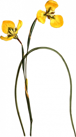 Clipart - Yellow trident-petaled moraea