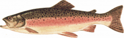 28+ Collection of Rainbow Trout Clipart | High quality, free ...