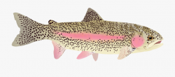 Trout Clipart Arctic Cod - Trout #2520593 - Free Cliparts on ...