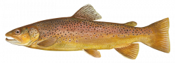 Brown Trout | Fish Identity | Trout bait, Brown trout ...