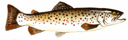 Brook trout clip art displaying gallery images for brook ...