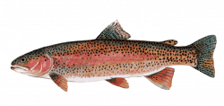 Great Clip Art of Freshwater Fish | Fish | Rainbow trout ...