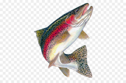 Download Free png Rainbow trout Brown trout Freshwater fish ...