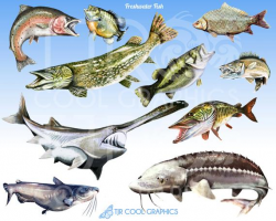 Freshwater Fish Digital Realistic Clip Art, PNG, Printable, Commercial,  Bass, Pike, Walleye, Catfish, Sturgeon, Sunfish, Paddlefish, Trout