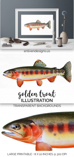 Trout Clipart - Fish Instant Digital Download - Golden Trout Printable Wall  Art
