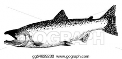 Stock Illustration - King salmon. Clip Art gg54629230 - GoGraph