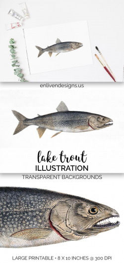 Trout Clipart - Fish Instant Digital Download - Lake Trout Printable Wall  Art