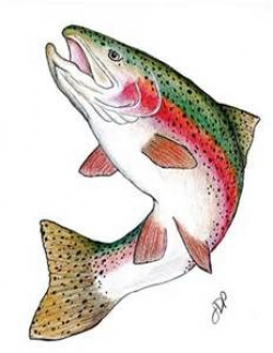 rainbow trout drawings - Bing Images | Rainbow Trout | Fish ...