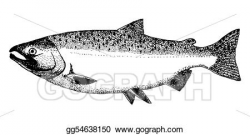 Stock Illustration - Silver or coho salmon. Clipart ...