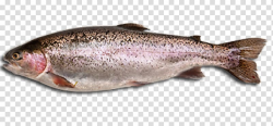 Seafood Fish steak Rainbow trout, Fish transparent ...
