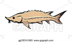 Vector Art - Sturgeon freshwater fish. Clipart Drawing ...