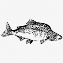 Trout Clipart Sturgeon Fish #480981 - Free Cliparts on ...